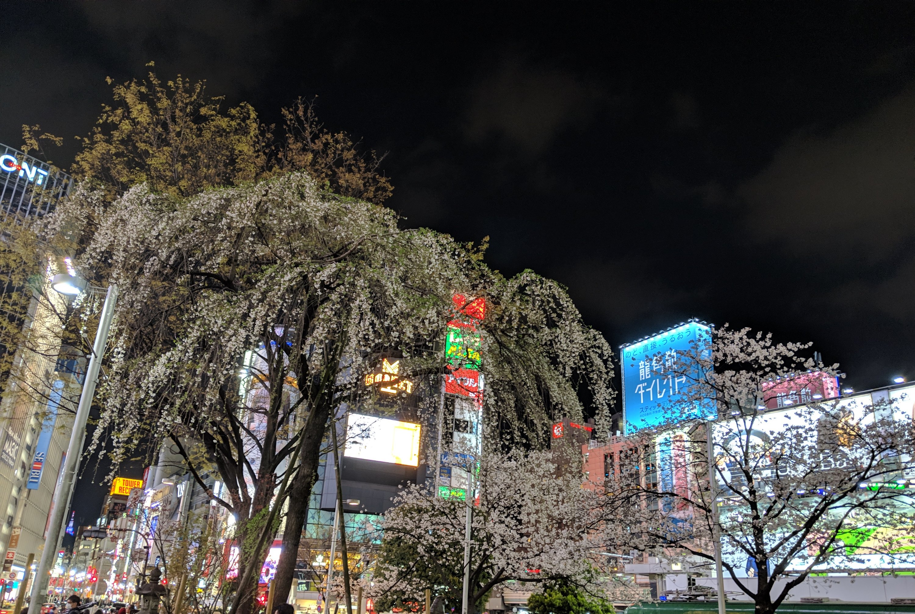 2019年渋谷ハチ公まえの桜(Pixel3夜景モード)