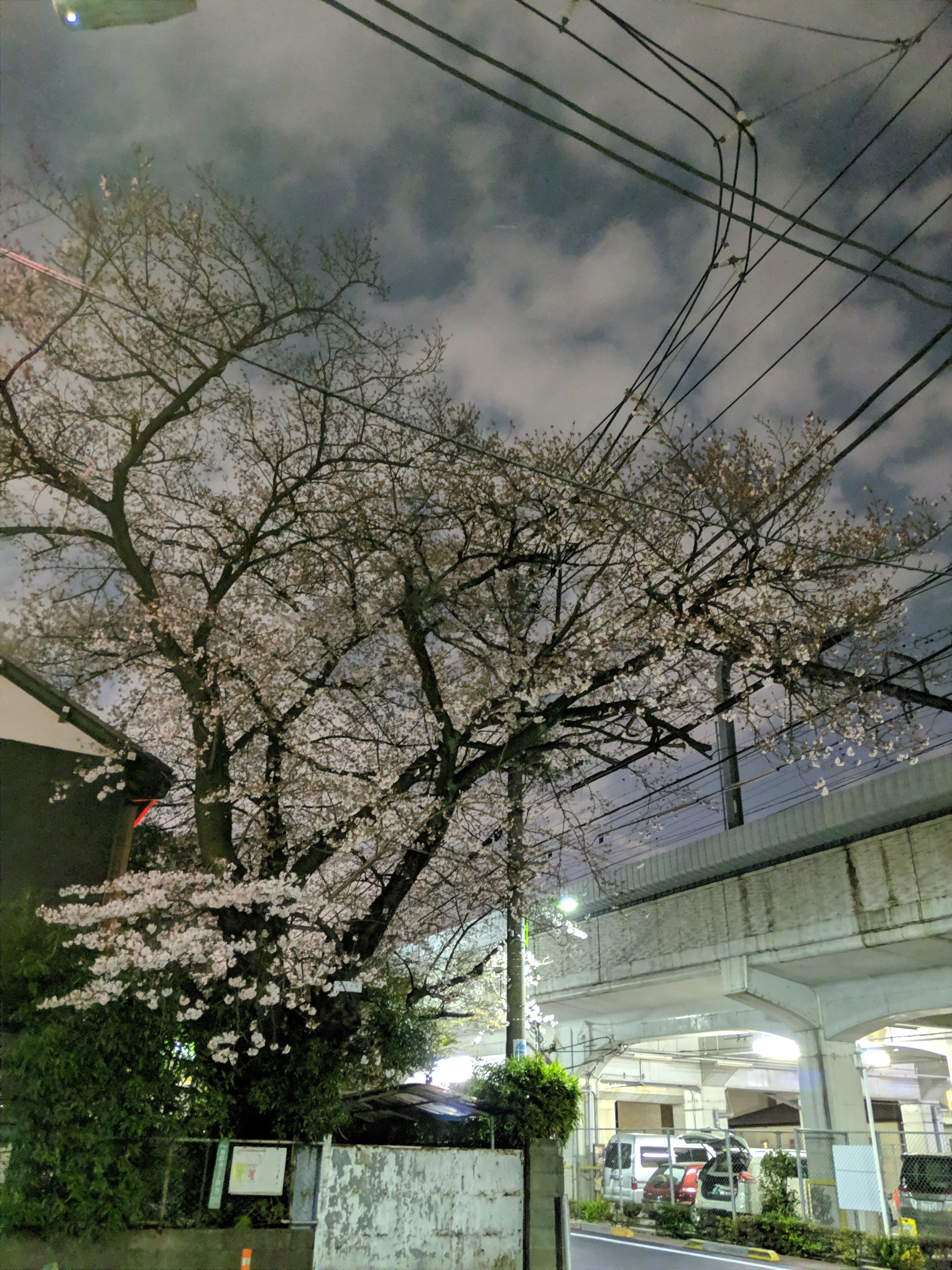 小田急線祖師ヶ谷大蔵付近の2019年桜（Pixel3夜間モード）