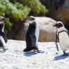What's the most popular Linux of them all? - ZDNET