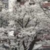 東京で早すぎる!?桜「満開」発表…有名花見スポットの様子は…|FNNプライムオンライン